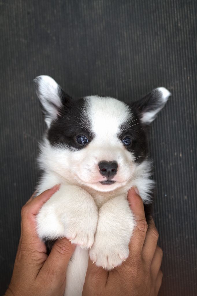 De La Légende De Jupiter - Chiots disponibles - Welsh Corgi Cardigan