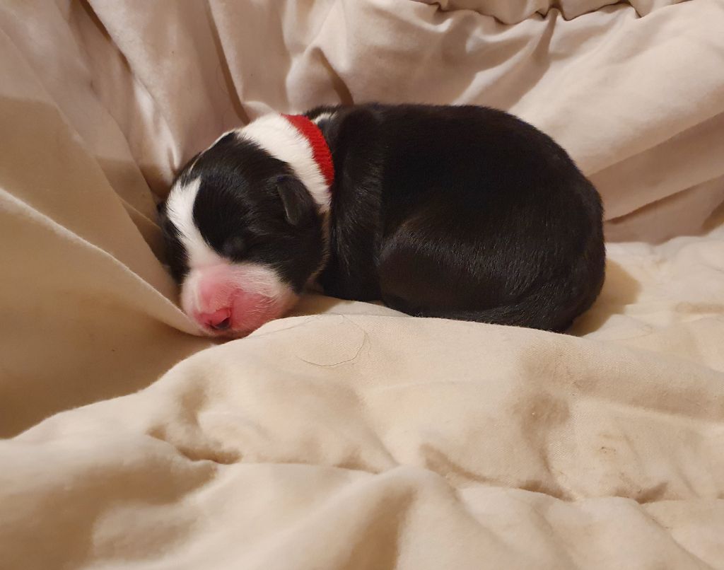 De La Légende De Jupiter - Border Collie - Portée née le 26/10/2020