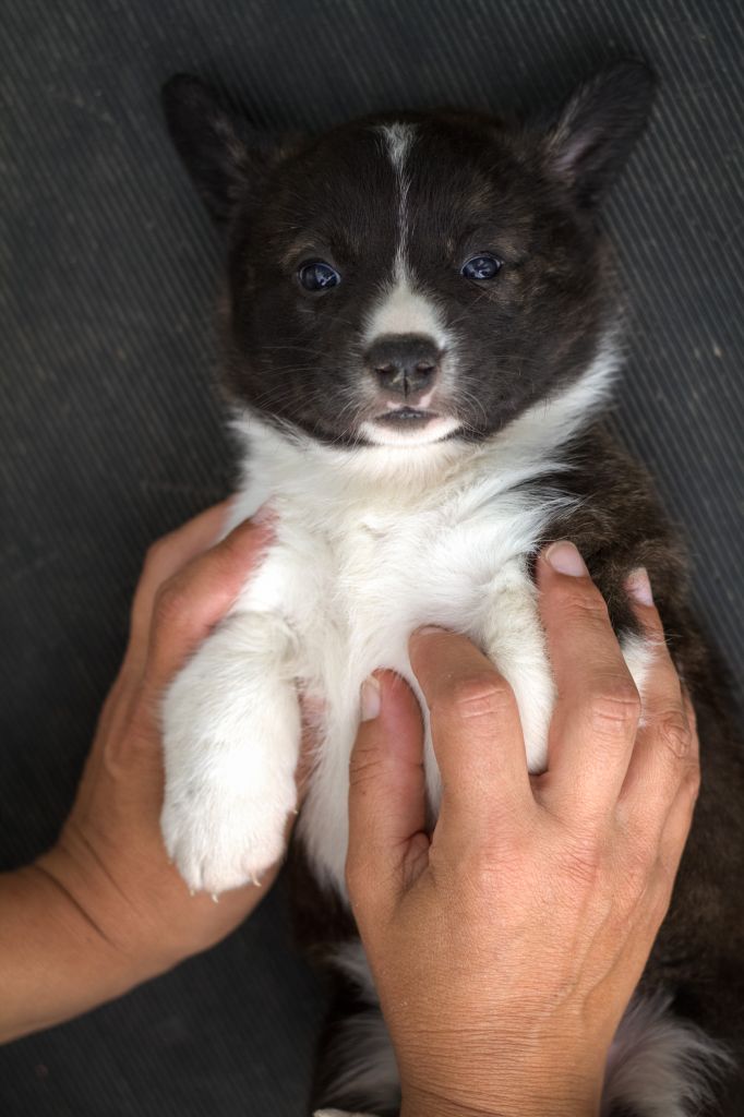 De La Légende De Jupiter - Chiots disponibles - Welsh Corgi Cardigan