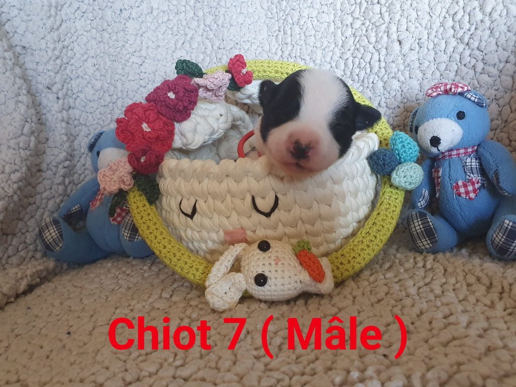 De La Légende De Jupiter - Chiots disponibles - Border Collie