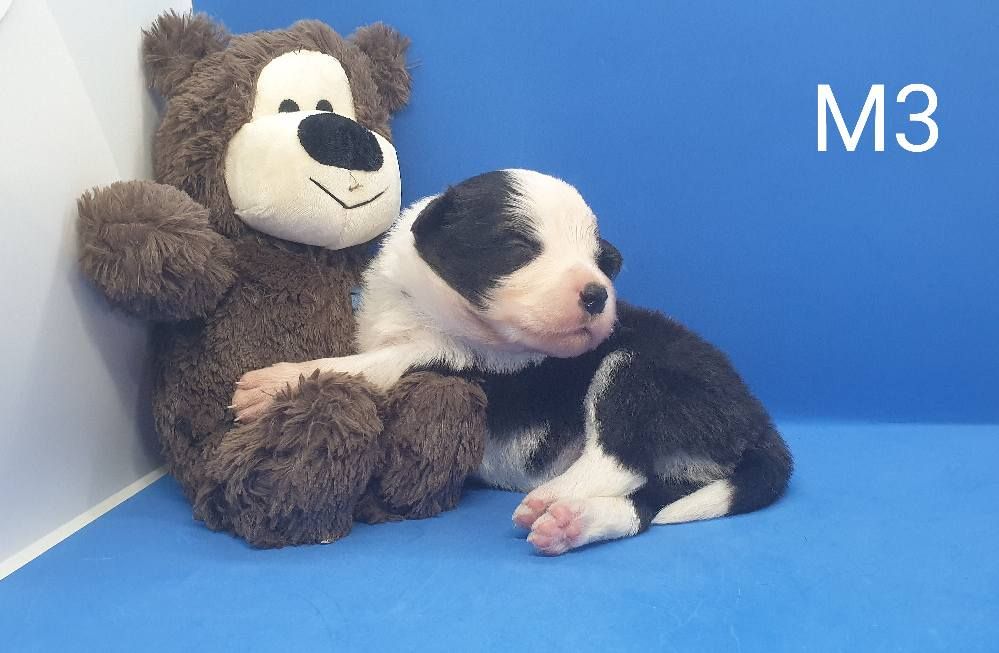 De La Légende De Jupiter - Chiots disponibles - Border Collie
