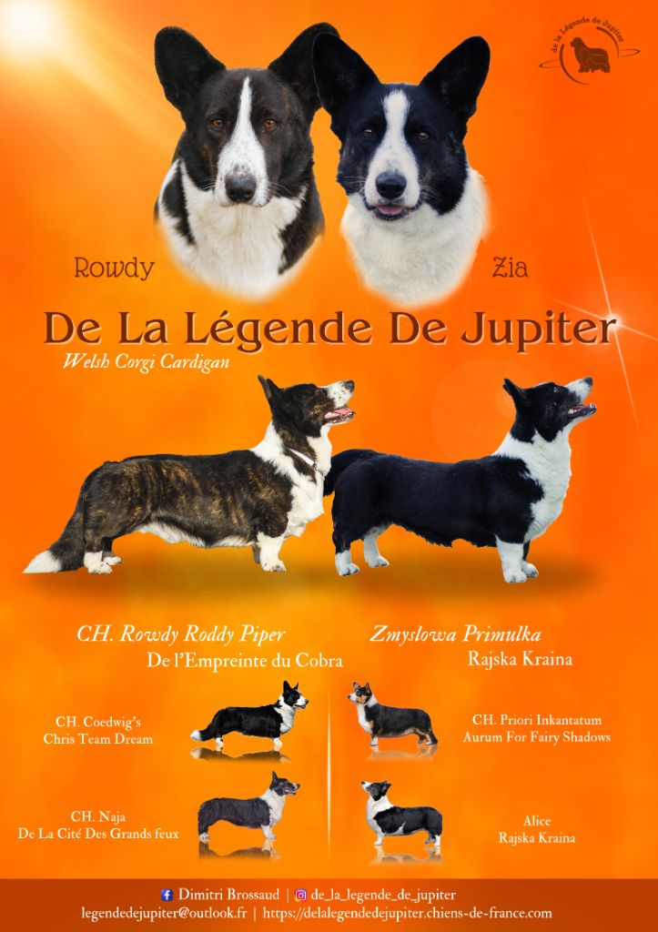 Chiot Welsh Corgi Cardigan De La Légende De Jupiter